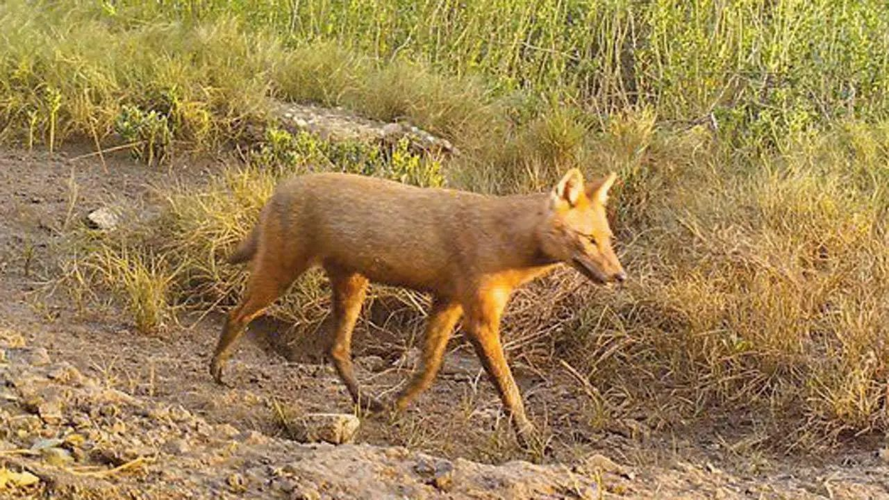 Two jackals herded back after escape from Delhi zoo; 'no threat to visitors'